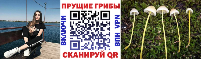 где можно купить наркотик Гудермес ОМГ ОМГ ссылки Галлюциногенные грибы прущие грибы